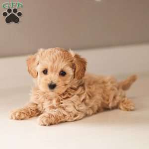 Aria, Maltipoo Puppy